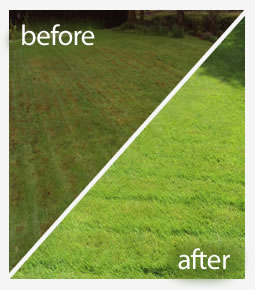 Lawn moss treatment in Reading