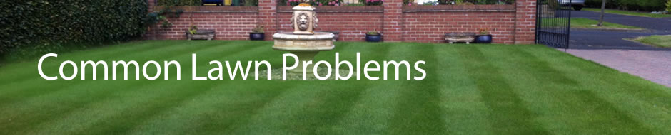 banner_lawn-problems